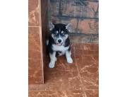 Husky siberiano