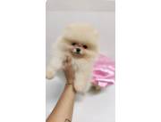 POMERANIA HEMBRA MINI