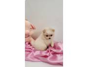 Lulu Pomerania hembra