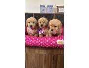 GOLDEN HEMBRA Y MACHO