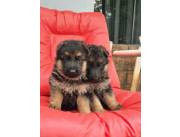 Pastor Aleman hembra y macho