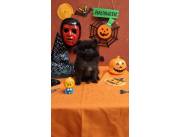 Lulu Pomerania macho