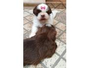 SHIHTZU SHITZU HEMBRA
