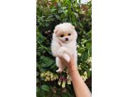 Lulu Pomerania hembra