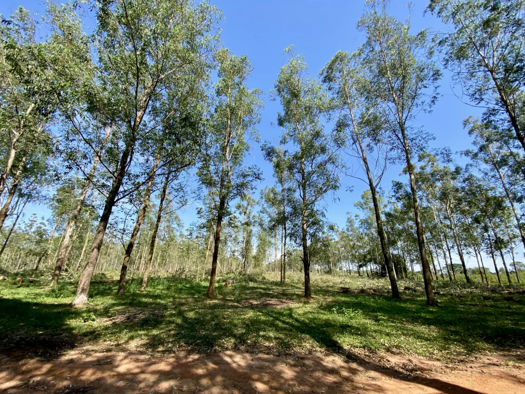 Campo Ganadero en Coronel Oviedo - 203 Ha. — foto 3