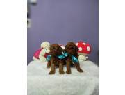 CANICHE MINITOY ROJO MACHO