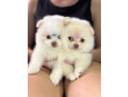 LULU POMERANIA HEMBRA Y MACHO