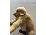 GOLDEN RETRIEVER MACHO