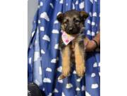 PASTOR ALEMAN HEMBRA Y MACHO