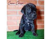 Cane Corso
