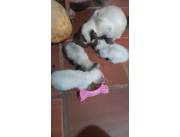 Gato Siamés