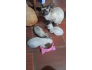 Gatos Siameses 🐱 Ojos azules que enamoran