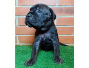 Cane corso italianos macho y hembras