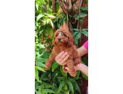 Caniche macho rojo pimenton