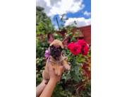 BULLDOG FRANCES HEMBRA FAWN