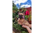 BULLDOG FRANCES HEMBRA FAWN