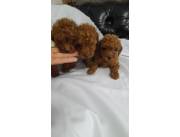 CANICHE ROJO PIMENTON