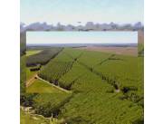 2.030 hectáreas plantadas con eucaliptos de 8,9 y 10 años. Luego hay más hectáreas VENDO.!