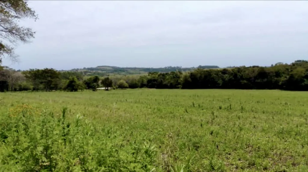 Campo Agrícola Mecanizado en San Pedro del Paraná - 90 Ha. — foto 3