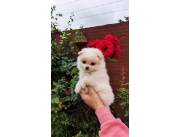 POMERANIA HEMBRA MINI