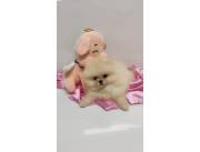 LULU POMERANIA HEMBRA MINI