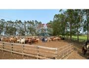 Estancia Agropecuaria de 10.000 hectáreas en Caaguazu