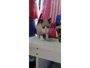 Tiernos gatitos siamés sagrado de birmano..