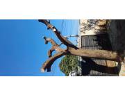 PODA DE ÁRBOLES - SD-SERVICIOS GENERALES