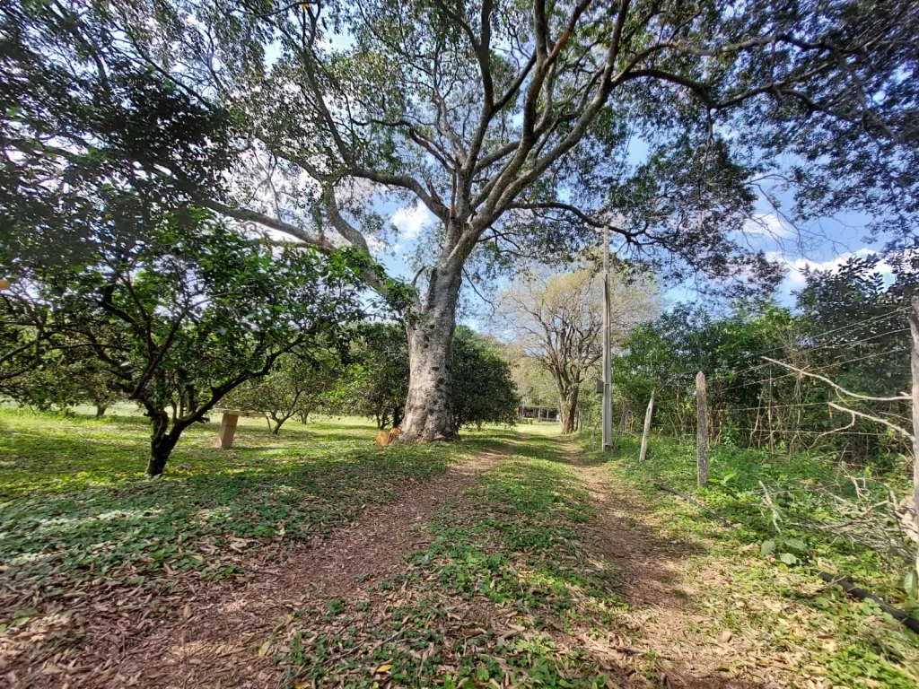 QUINTA DE 2 HECTAREAS EN CAACUPE — foto 3