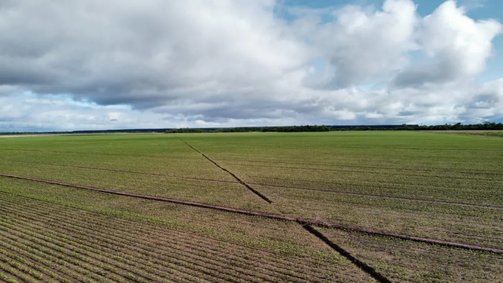 Campo Agrícola Mecanizado en General Artigas - 229 Ha. — foto 2
