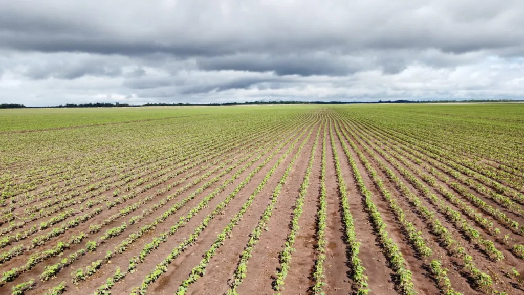 Campo Agrícola Mecanizado en General Artigas - 229 Ha. — foto 3