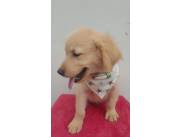 GOLDEN RETRIEVER HEMBRA Y MACHO