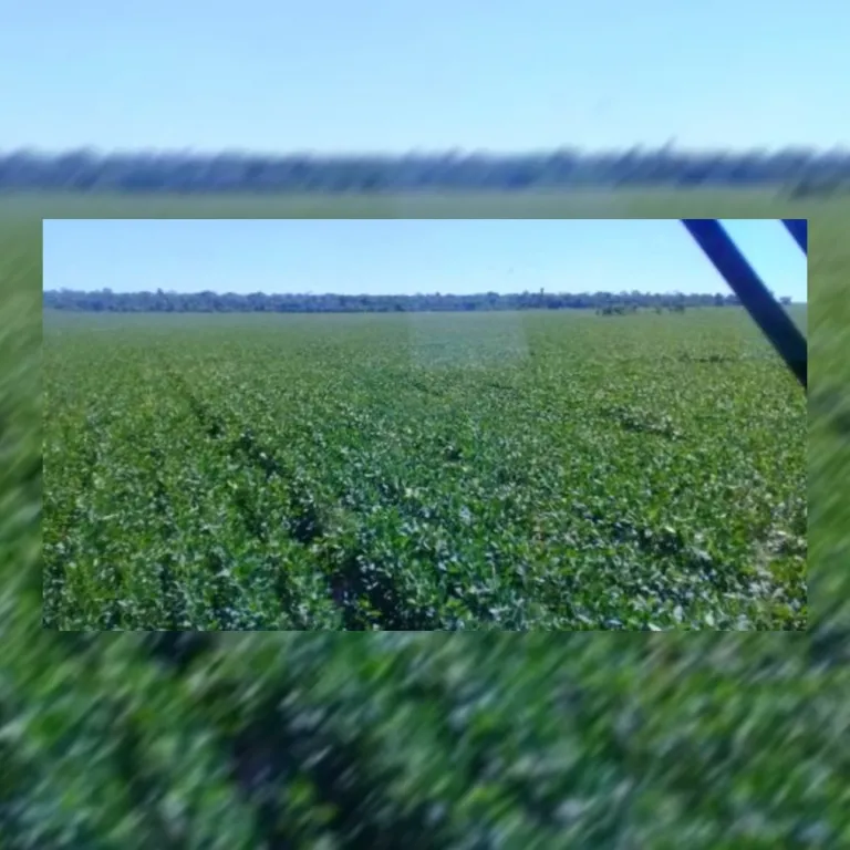 ÚLTIMA PARCELA GRANDE.!!! 750 HECTÁREAS DE TIERRA PREMIUN PARA AGRICULTURA. VDOSLOCDO.!! — foto 2