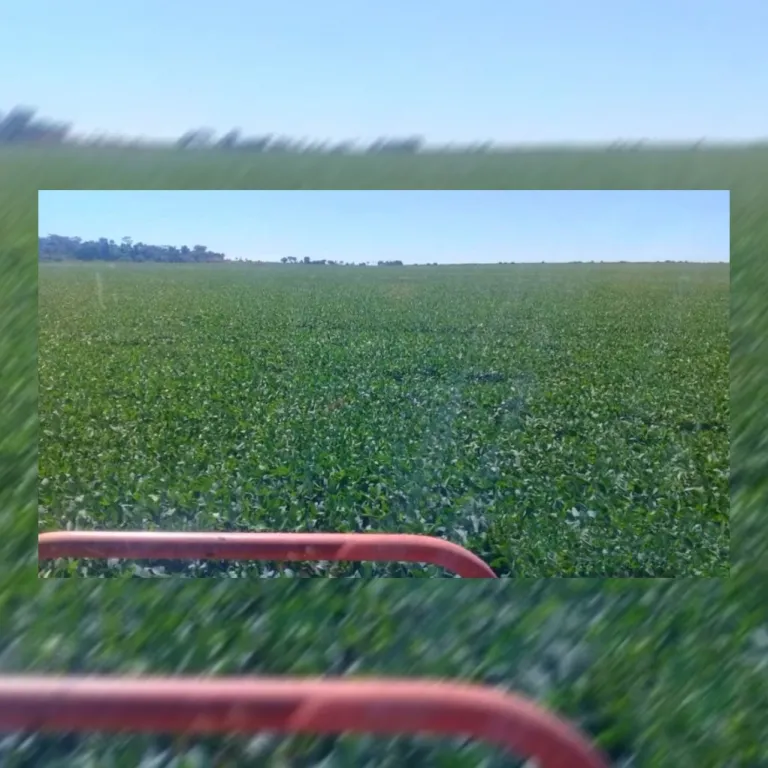 ÚLTIMA PARCELA GRANDE.!!! 750 HECTÁREAS DE TIERRA PREMIUN PARA AGRICULTURA. VDOSLOCDO.!! — foto 3