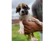 BOXER HEMBRA Y MACHO