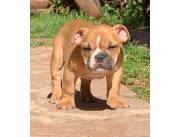 BULLDOG INGLES MACHO