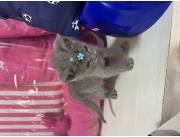 Azul Ruso hembra y macho