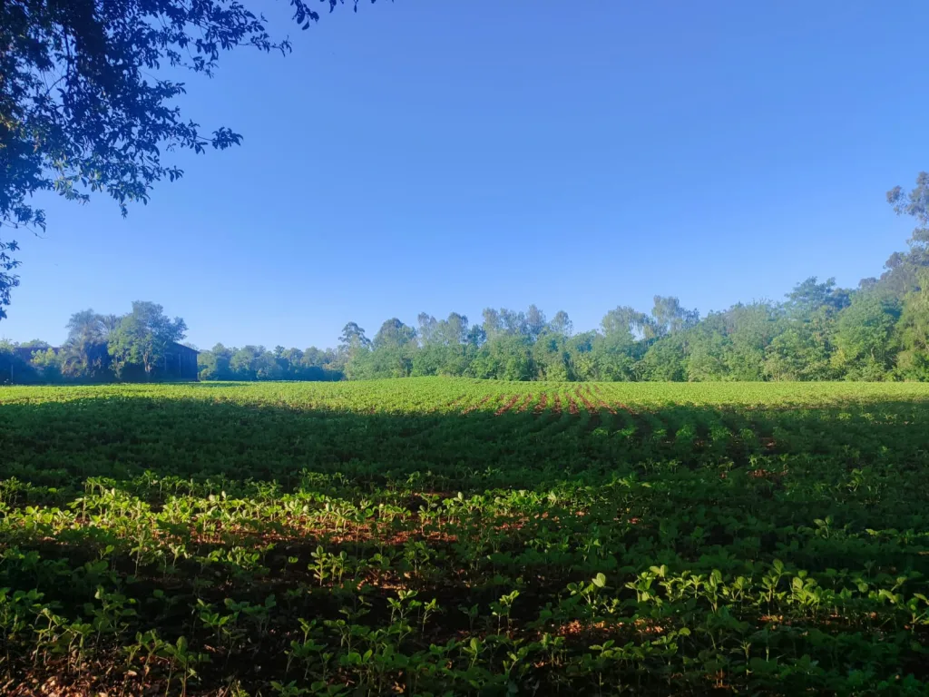 Campo en venta en Bella Vista, Asunción — foto 2