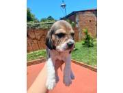 Hermosos beagles para entrega