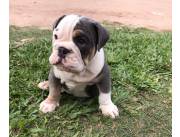 Bulldog ingles macho