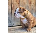 Bulldog ingless hembra preciosa