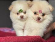 Hermosos pomeranias