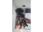 Pastor aleman pelo corto hembra