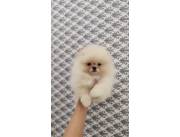 Lulu Pomerania hembra