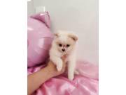 LULU POMERANIA HEMBRA