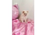 POMERANIA HEMBRA MINII