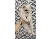 Pomerania hembra mini