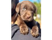 LABRADOR CHOCOLATE