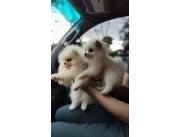 LULU POMERANIA HEMBRAS