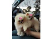 Lulu Pomerania hembras